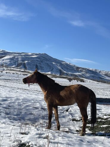 Лошади, кони: Продаю | Кобыла (самка) | Для разведения — 7