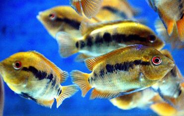 Balıqlar: Cixlid balığı — 4