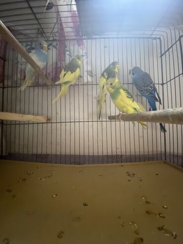 Amadinlər: Biri 15 AZN