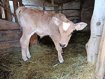 Коровы, быки: Продаю | Тёлка | На откорм — 8