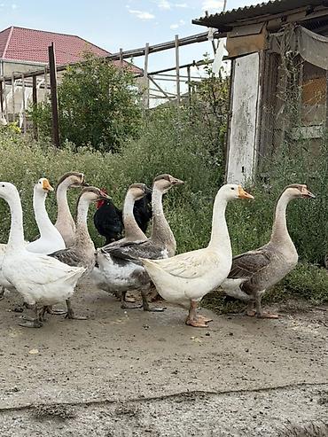 damaz: Qaz sürüsü — iri yerli təsərrüfat cinsləri - Say: şəkillərdə — 2