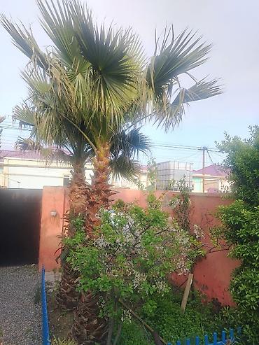xurma agaci: 1 ədəd palma yaxşı qulluq olunur . 5 metrdir. Qiyməti razılaşma yolu — 1