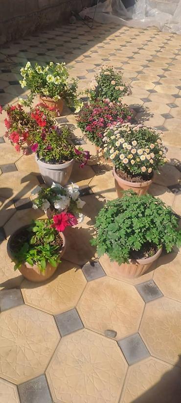 Продажа домов: Дом, 110 м², 5 комнат, Собственник — 9