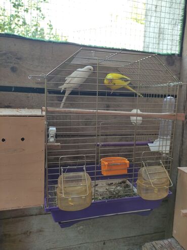 Qəfəslər: Qefesler yumru qirmizi 30 Azn obirler 20-15 Azn — 9