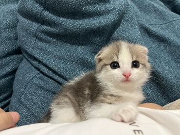 котята бишкек: Скоттиш-фолд (Шотландский вислоухий) котёнок 1,5 месяца. Девочка. К