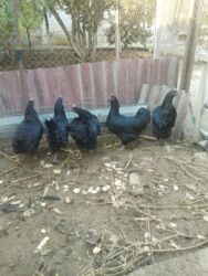 Inəklər, öküzlər: Toyuq, Australorp, Damazlıq, Ünvandan götürmə