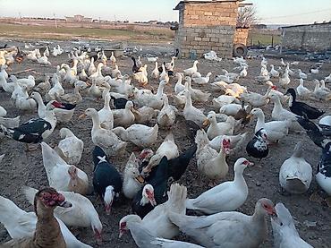 qusar heyvan satışı: Satılır.pekin ordekleri Məhsul təsvir.150eded dişi,50eded erkey — 1