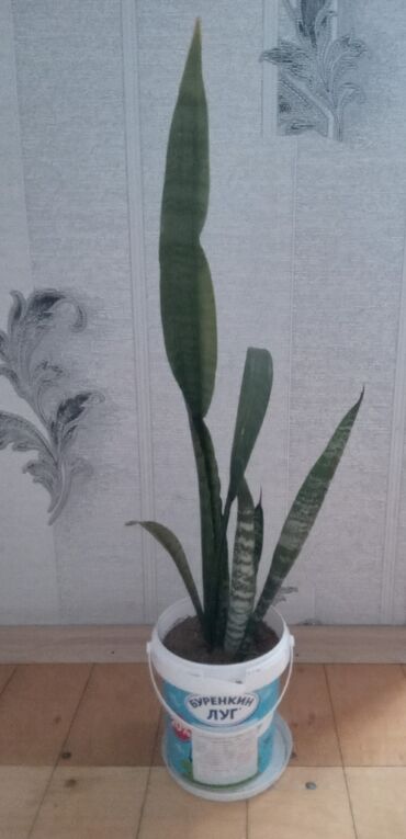 orxideya gulu satilir: Sansevieria sanservaria, qilinc gulu, "qaynana dili"de deyirler başqa
