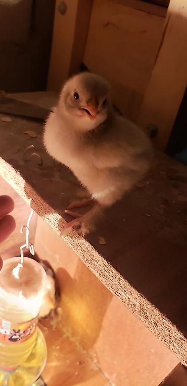 Куры, петухи: Продаю | Цыплята | Для разведения — 19