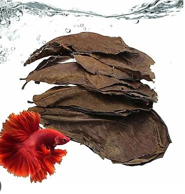 Hidn badamı (Catappa) yarpağı satılır ! Ədədi 50 qəpiy 20 yanvara