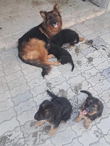 çoban kucuyu: Alman çoban iti, 2 ay, Erkək, Peyvəndli, Ünvandan götürmə — 3
