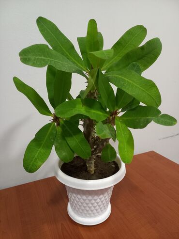 gul qablarinin hazirlanmasi: Eforbiya (Euphorbia) saksı bitkisi - Sukkulent tipli dekorativ bitki