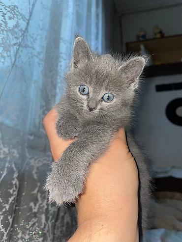 кошка порода: Ищем любящую семью для шатланского котенка мальчик — 2