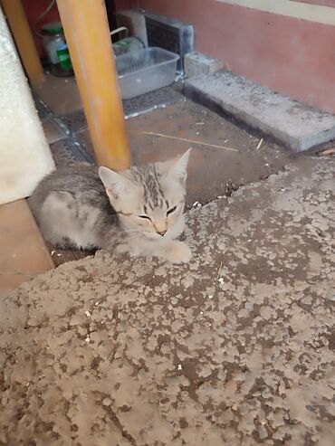 кошка мышык: Кошка даром: Беспородная, 5 месяцев, Мальчик, Метис