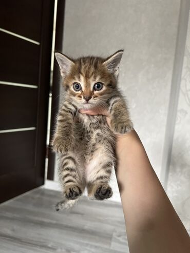 породистая: Бенгальская, 1 месяц, Мальчик