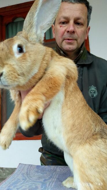 Dovşanlar: Flandr cinsli dovşanlar satılır. 2-3-4 aylıqlardı. Təmiz qandı. Ətlik -da lalafo.az — 7 Dovşanlar: Flandr cinsli dovşanlar satılır. 2-3-4 aylıqlardı. Təmiz qandı. Ətlik — 7