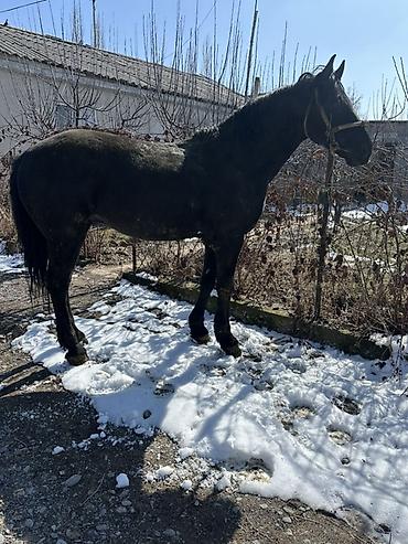 Лошади, кони: Продаю | Конь (самец) | Английская | Конный спорт — 1