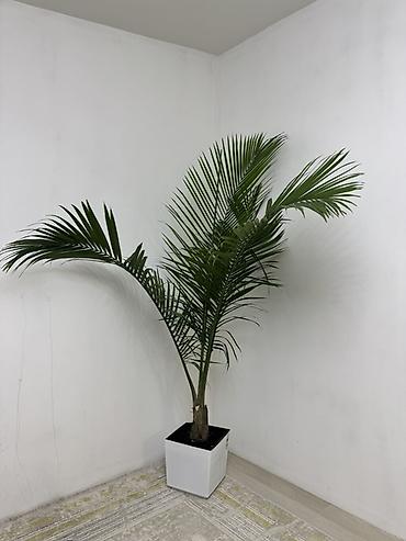 цветы лилия цена: 🌿 Арека гүлү сатылат! 🪴 🌱 Бийиктиги — 2 метр ✨ Абалы сонун, жакшы — 1