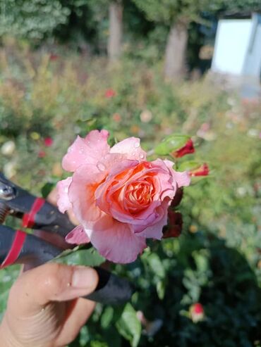 Садовые цветы и кустарники: Садовые розы — срезочные и для посадки Описание: - Разновидности — 10