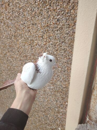 Göyərçinlər: Heyvanlarn hamsi tam saglamdi cut cutde satilir komda tek tekde — 5