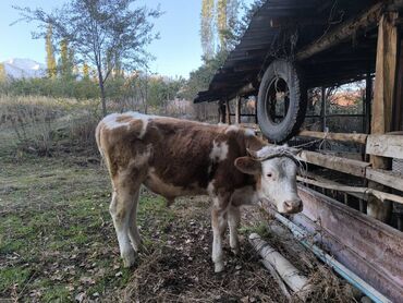 продажа щенков немецкой овчарки в бишкеке с документами: Продаю | Музоо, торпок | Симментальская | На откорм | Привязанные