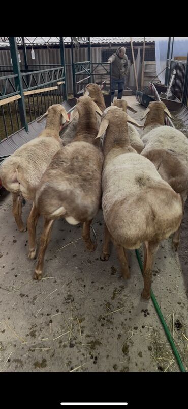 Бараны, овцы: Продаю | Ягненок, Баран (самец) | Арашан | Для разведения | Племенные at lalafo.kg — 5 Бараны, овцы: Продаю | Ягненок, Баран (самец) | Арашан | Для разведения | Племенные — 5