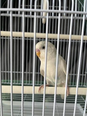 kucne kosnice: Na prodaju Agaponis Tigrica (Albino) Starost: 3 meseca Osobine — 3