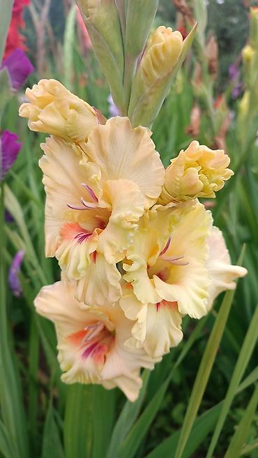 Другие садовые цветы и кустарники: Гладиолусы — срезочные и садовые сорта, показанные на фото: - — 2