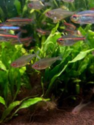 Аквариумы: Здравствуйте! 🌿 Вас приветствует магазин аквариумистики Green Aqua. У at lalafo.kg — 6 Аквариумы: Здравствуйте! 🌿 Вас приветствует магазин аквариумистики Green Aqua. У — 6