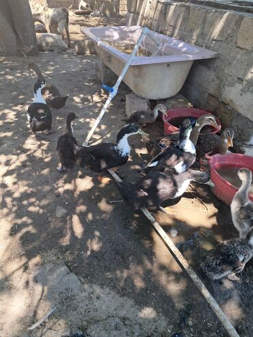 Akvariumlar: Dişi, Ətlik, Ünvandan götürmə
