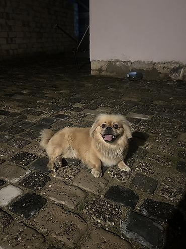 it satan: Pekines, 1 il, Erkək, Peyvəndli, Ünvandan götürmə — 2