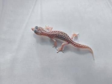 Зоотовары: Леопардовые гекконы (Eublepharis macularius) редких морф Элитный — 15