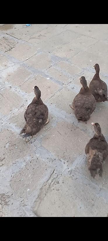 hind guşu: 2aylıq qırmızı öküzlər Muscovy (hind) ördəkləri – tünd qəhvəyi rəng - — 2