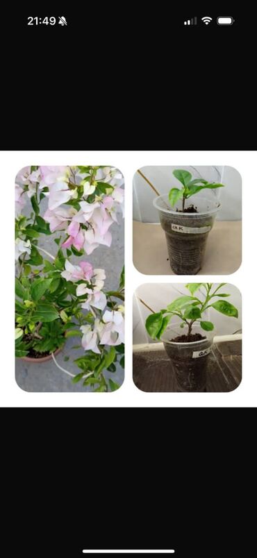 Садовые цветы и кустарники: Саженцы цветка — 1