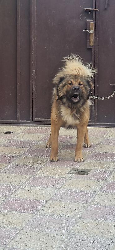 it təlimi: Qafqaz çoban iti, 2 il, Erkək — 4