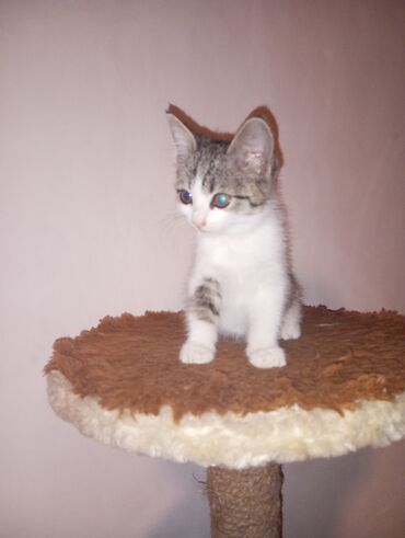 где можно купить котят в бишкеке: Кошка даром: Беспородная, 2 месяца, Девочка