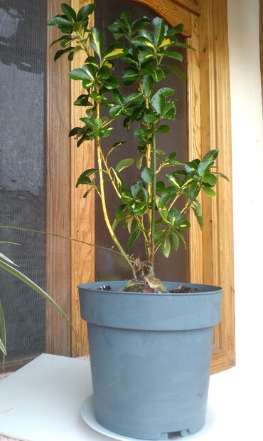 otaq arakesmeleri: Другие комнатные растения