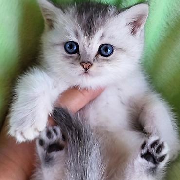 Pişiklər: Şinşilla — 1