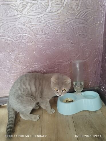 кошка серый: 2 года, Девочка, Серый