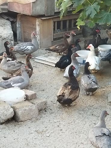 Kənd təsərrüfatı quşları: Lal ördəklər krasnadar macar zümrüd lavanda super heyvanlardı — 6