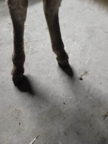 Другие с/х животные: Осёл рабочего ешек сатылат срочно улагы уйуру 💯💯💯 араба тартат жорго — 10