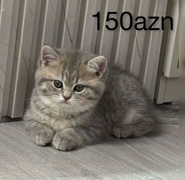 tuklu pişik: Tabbi, Dişi, Yaxşı əllərə, Ünvandan götürmə