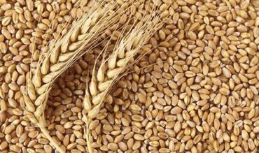 лада веста цена в бишкеке: Продаю пшеницу 20 с. Беловодск