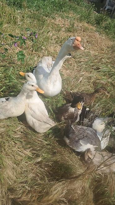 ev heyvanları it: Məhsul: Qaz və ördək dəstəsi Təsvir: - Təsərrüfat üçün qaz və — 1
