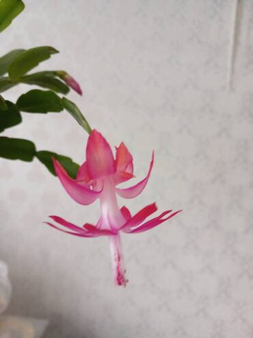 большие комнатные растения: Продаю прекрасные цветы: декабристы - зимние цветы с розовыми бутонами