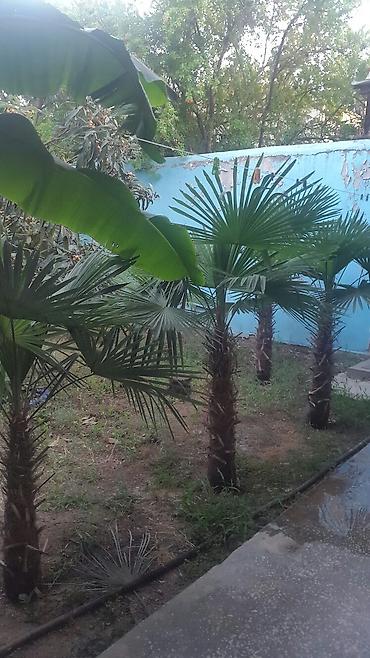 çilədağı bitkisi qiyməti: 17 illik palma ağacları biri 150 manat
Gəncə — 2