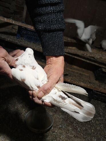 Göyərçinlər: Ağ rəng üstünlük təşkil edən ev göyərçinləri – dəst halında. - — 10