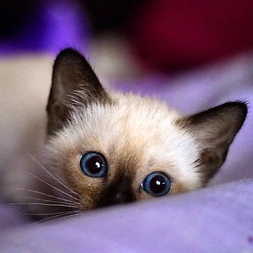 Pişiklər: Siam — 1