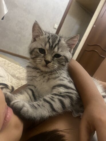 во сколько стерилизовать кошку: Скотиш Страйт (Шотландская прямоухая), 3 месяца, Мальчик, Серебристая шиншилла, Приучена к лотку, Проглистована, С документами