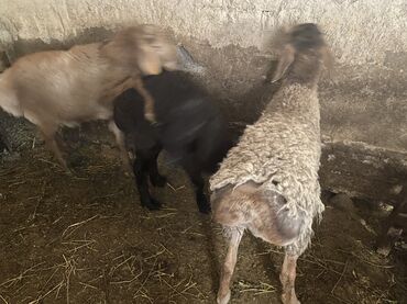 Бараны, овцы: Продаю | Баран (самец) | Полукровка | На забой, Для разведения | Осеменитель — 2